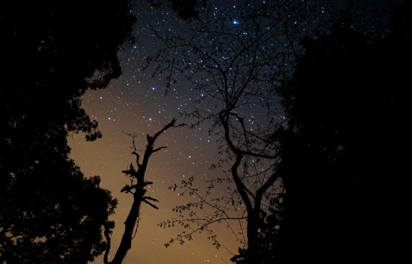 Nocturnal Nature Walk