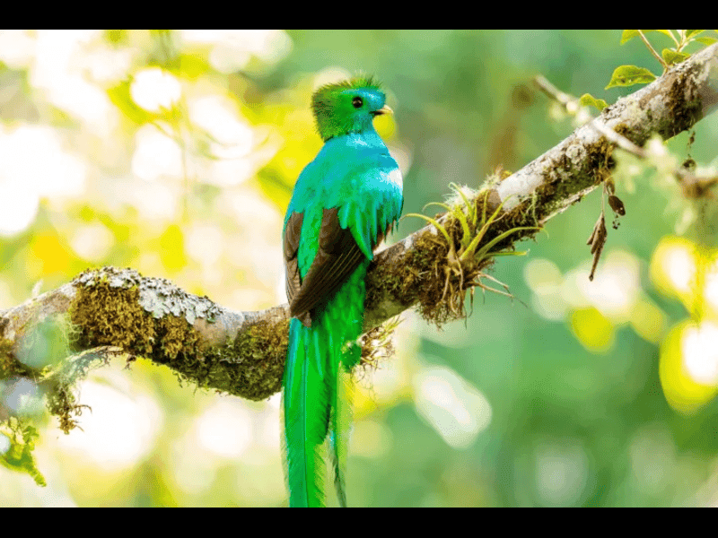 Highland Birding Adventure