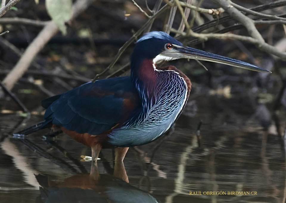 Birdwatching Trip