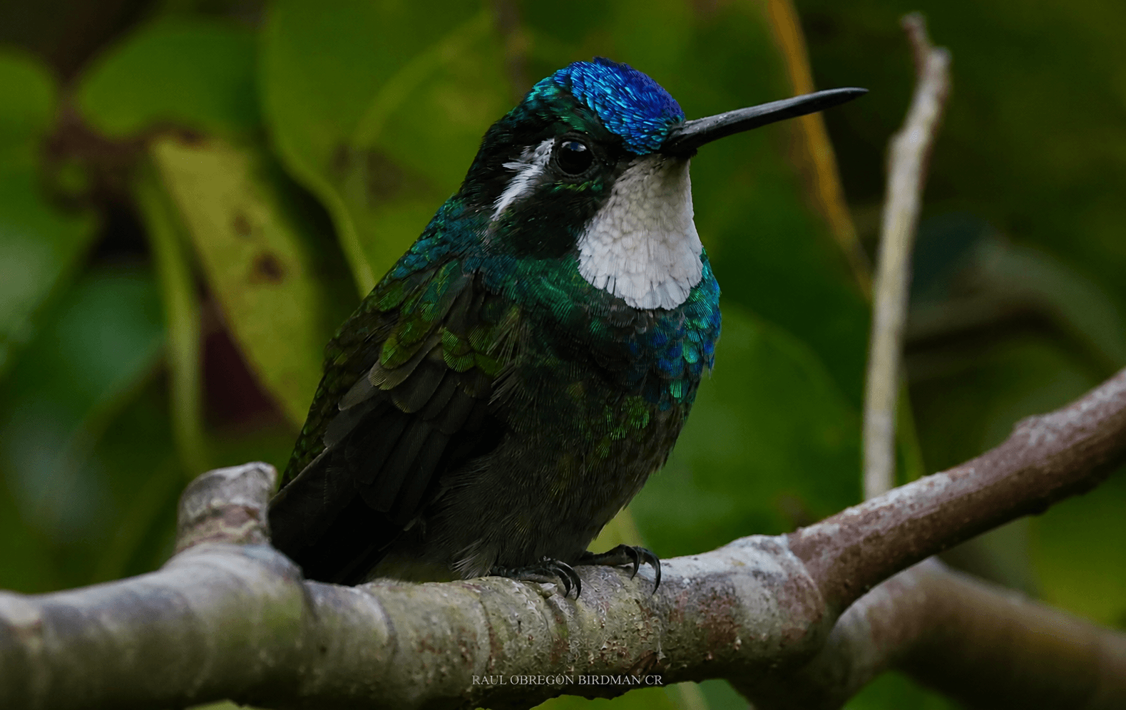 Local Birdwatching