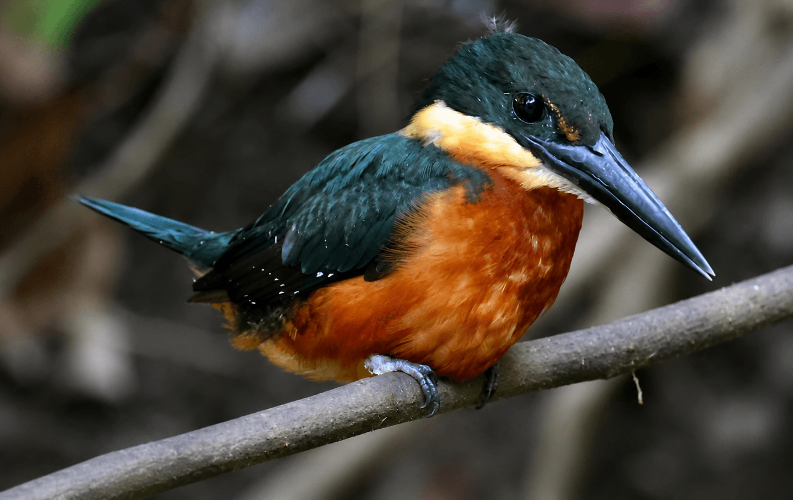Birdwatching and Photography Trip